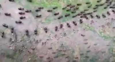 A Termite line (top) and an Ant line (bottom), each protected by its column of soldiers who face each other without attacking