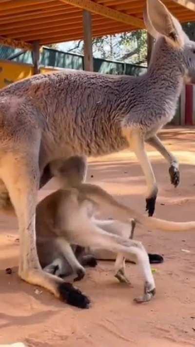 Baby kangaroo entering mother's pouch