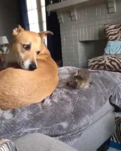 Shy kitten makes eye contact with the dog and accidentally startles itself off the couch