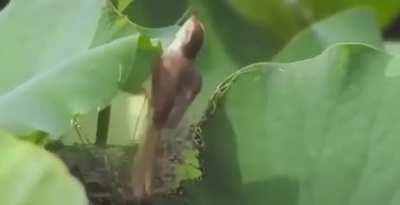 Bird threading pine needles through a leaf to shelter its nest