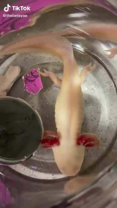 Keeping an axolotl in a jar...