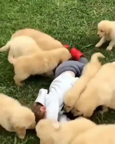 Pack of wild dogs attack helpless child