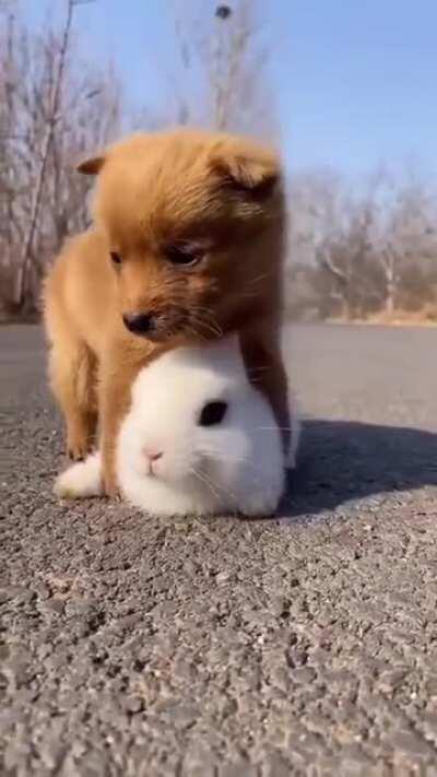 Puppy and bunny are friends!