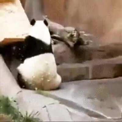 Panda misjudges the situation badly