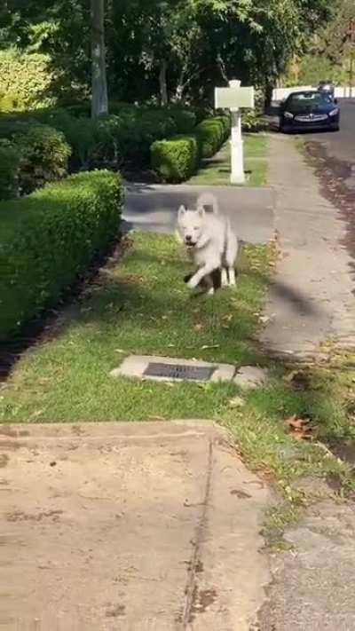 This dog is just loving life