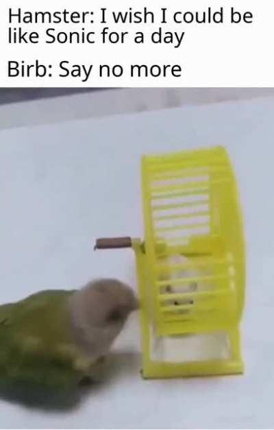 Bird and hamster get along time