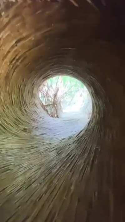 Jungle Tunnel in Tulum