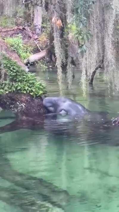 This Manatee climbs out of the water to eat the leaves