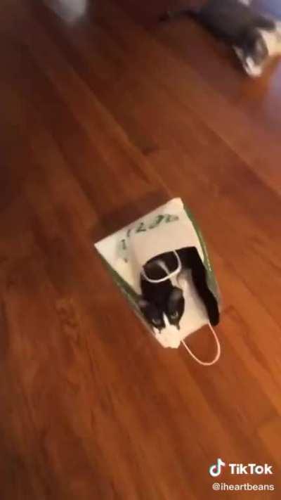 How to catch a cat