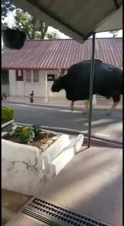 An absolute unit of a gaur (Indian Bison) casually roaming on the street