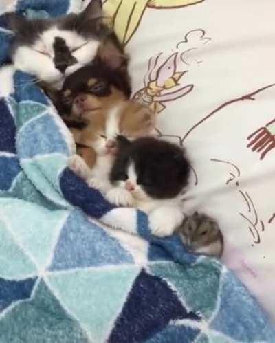 Mama cat naps with her kids