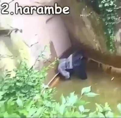 TOP 4 GARILLAS NEVER FORGET HARAMBE 😔🤞🏼🥀