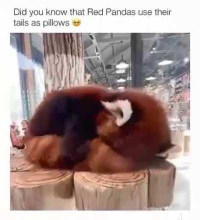 Red pandas use their tails as pillows. 