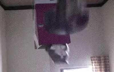 Blursed_getting_into_box