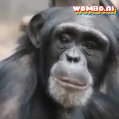 chimp