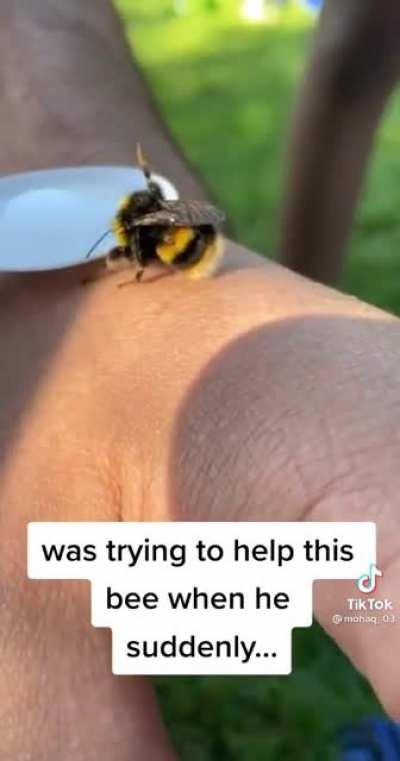 Nazi bee