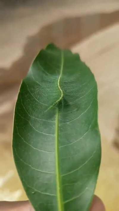 🔥 The common baron caterpillar on a mango leaf. The yellow/white spine on its back is perfectly aligned in colour and width with the midrib vein of the leaf from the plant on which it lives.