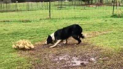 Dog guiding a group of ducklings to water