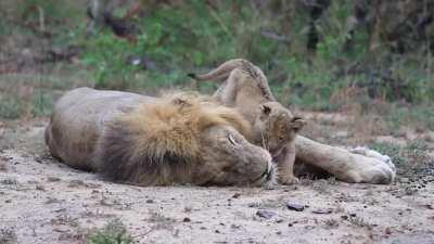 Cub trying to get his sleepy father's attention.