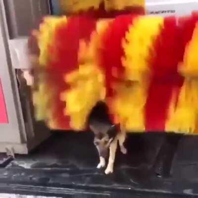 Dog using the car wash as a personal petting machine