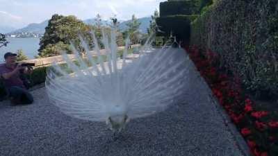 A rare white Peacock displaying its feathers