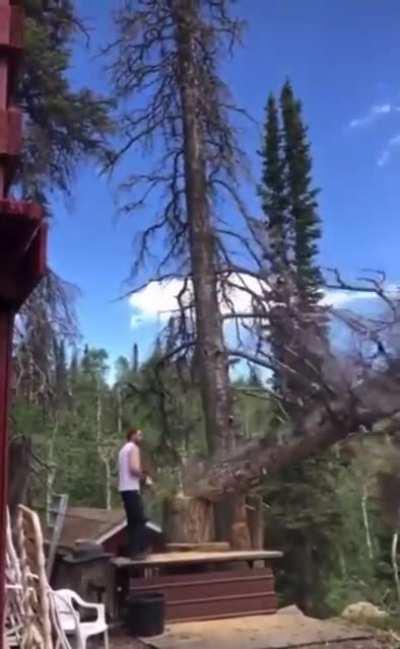 HMB while I cut this tree.