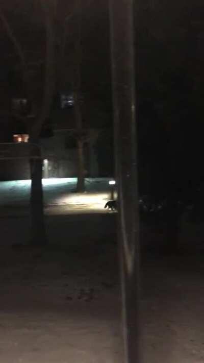 Saw this weird looking bobcat in Eau Claire last night