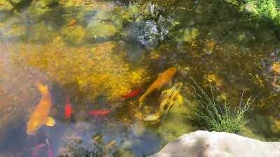 One minute of my pond paradise. Pond was built at the first part of this year. Everything is growing in really nicely.