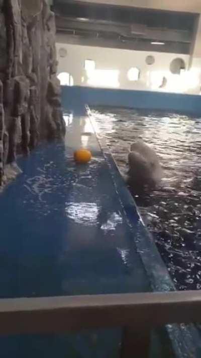 beluga whale uses hydro blast water canon to retrieve toy