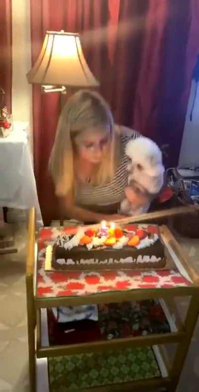 Celebrating a dogs birthday