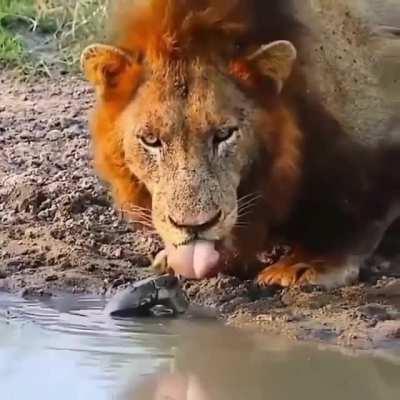 🔥 Lion versus water Tortoise