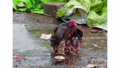 Mother Hen Shelters Her Chicks in the Rain