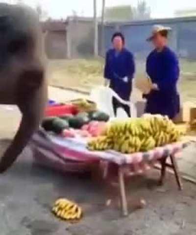 elephants are absolute savages