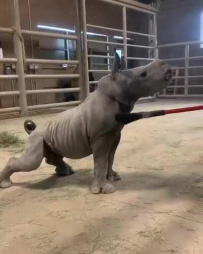 Baby rhinos enjoy personal attention too!