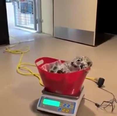 Weighing a snow leopard cub