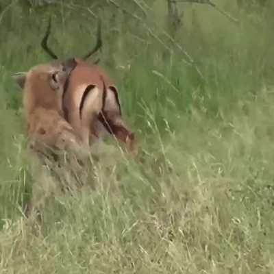 Hyena devours live impala