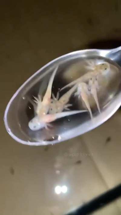 Baby axolotls tiny as a spoon