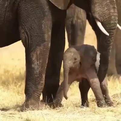 🔥 Newly born Elephant is helped onto his feet in Moremi Game Reserve in Botswana.