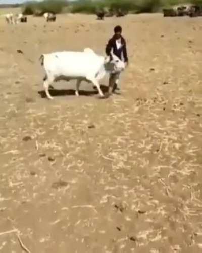 The ox saving its owner