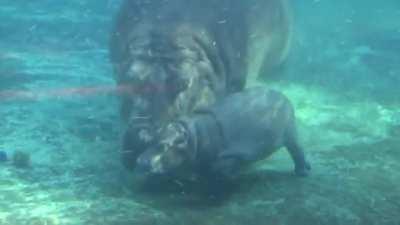 Baby Hippo 