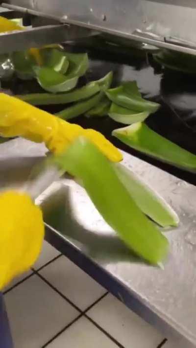 How Aloe Vera Gel is manufactured and extracted