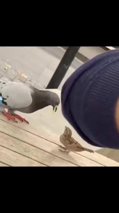 House Sparrow tries to steal from a Pigeon.