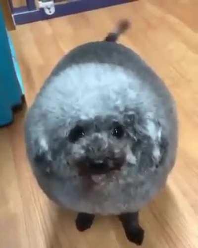 Round dog. That's a great hair cut!