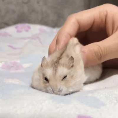Hamster massage therapy