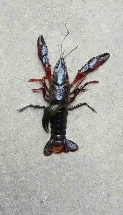 A leech entering a crayfish