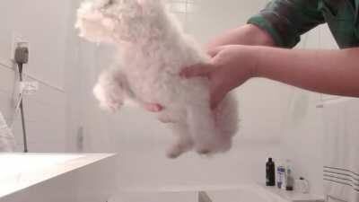 Tiny dog swims while getting blow-dried