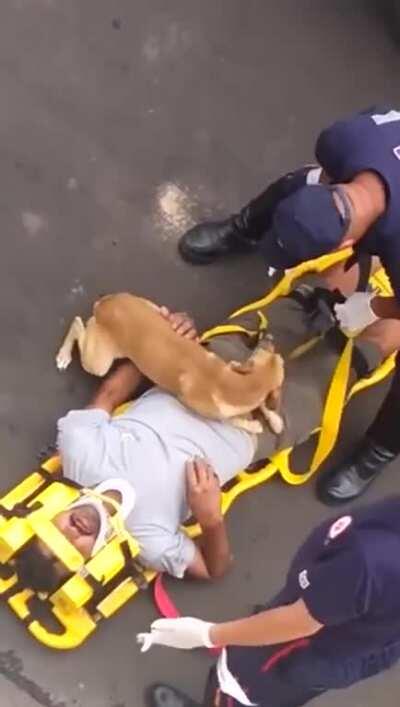 Nothing will stop this dog from protecting his owner