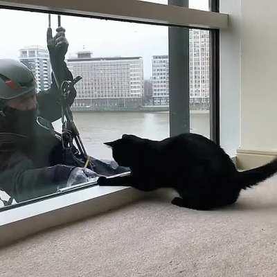 Window washer plays with cat while cleaning