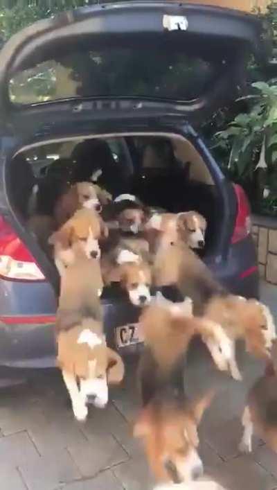 Trunk full of doggos