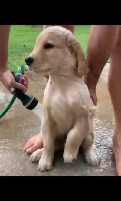 This golden puppy takes a bath like a champ